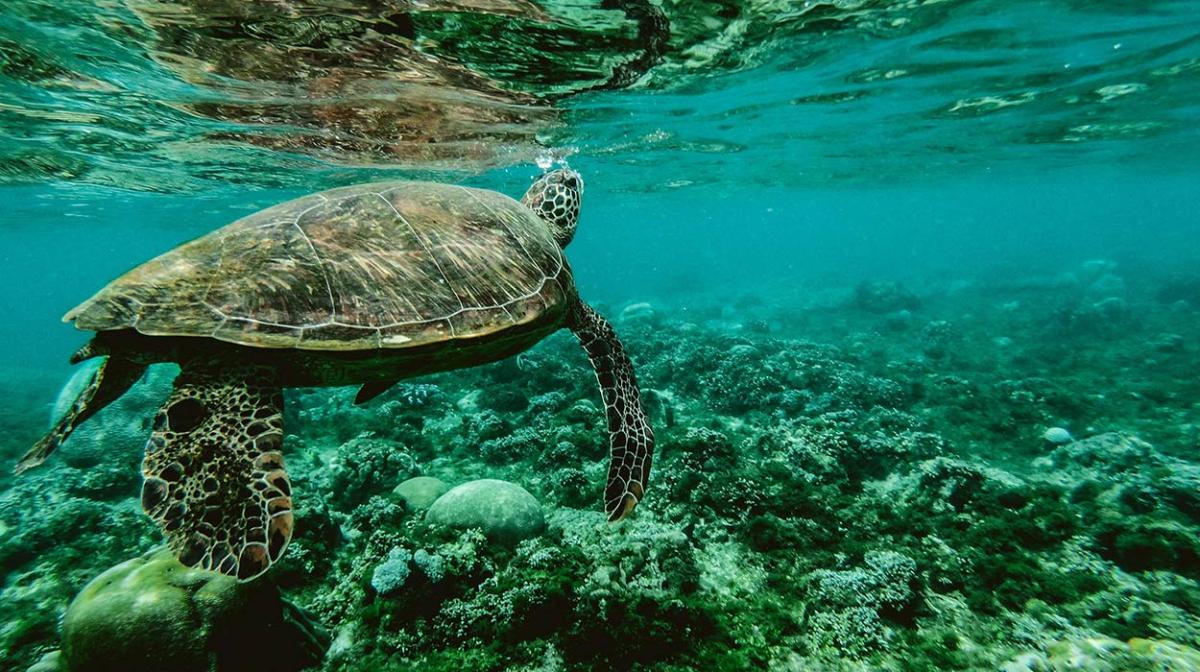 Denizler ve Körfezler